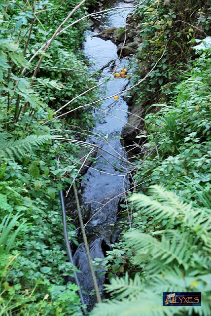 acqua corrente.JPG